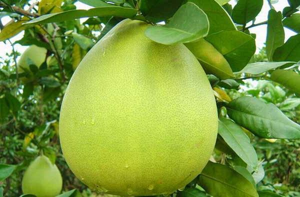 Hány kalóriát tartalmaz a pomelo