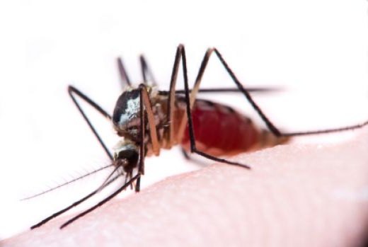 Hogyan lehet enyhíteni a szúnyogcsípést a gyermekekben?