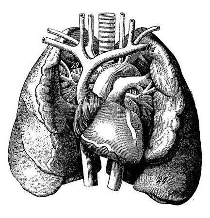 Tüdővénák izolálása