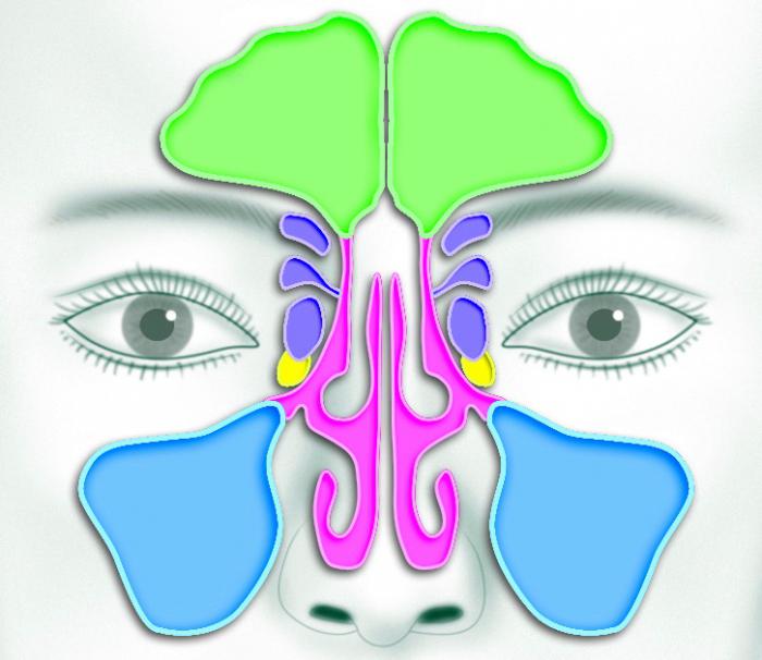 a paranasalis sinusok orra 