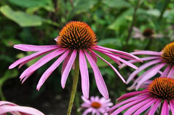 Echinacea purpurea hasznos tulajdonságai