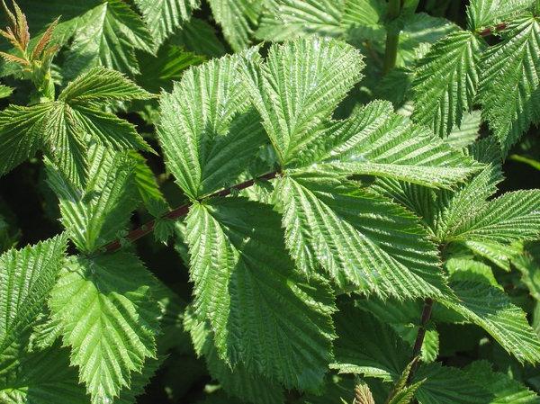 meadowsweet tulajdonságok